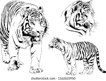 vector drawings sketches different predator , tigers lions cheetahs and leopards are drawn in ink by hand , objects with no background