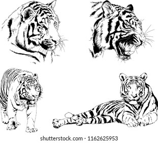 vector drawings sketches different predator , tigers lions cheetahs and leopards are drawn in ink by hand , objects with no background