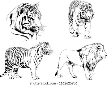 vector drawings sketches different predator , tigers lions cheetahs and leopards are drawn in ink by hand , objects with no background