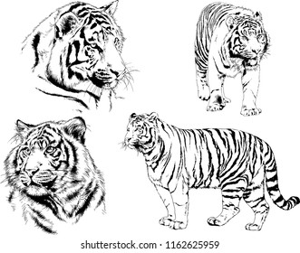 vector drawings sketches different predator , tigers lions cheetahs and leopards are drawn in ink by hand , objects with no background