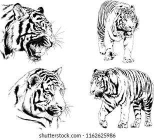 vector drawings sketches different predator , tigers lions cheetahs and leopards are drawn in ink by hand , objects with no background