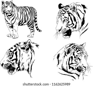 vector drawings sketches different predator , tigers lions cheetahs and leopards are drawn in ink by hand , objects with no background