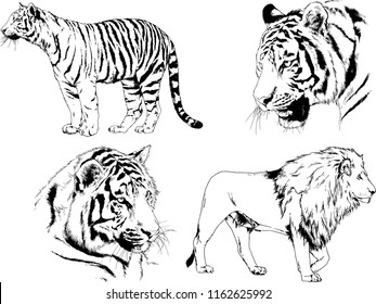 vector drawings sketches different predator , tigers lions cheetahs and leopards are drawn in ink by hand , objects with no background