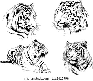 vector drawings sketches different predator , tigers lions cheetahs and leopards are drawn in ink by hand , objects with no background