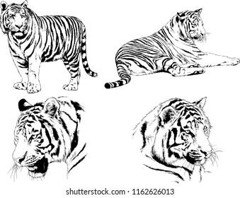 vector drawings sketches different predator , tigers lions cheetahs and leopards are drawn in ink by hand , objects with no background