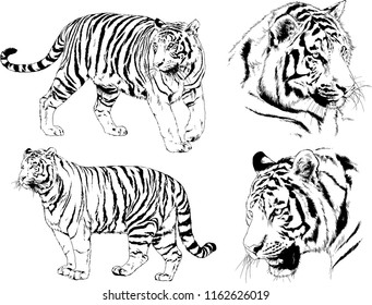 vector drawings sketches different predator , tigers lions cheetahs and leopards are drawn in ink by hand , objects with no background