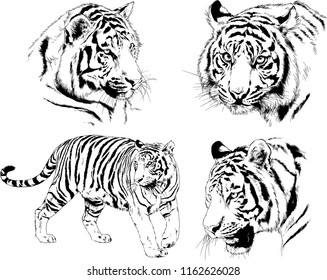 vector drawings sketches different predator , tigers lions cheetahs and leopards are drawn in ink by hand , objects with no background