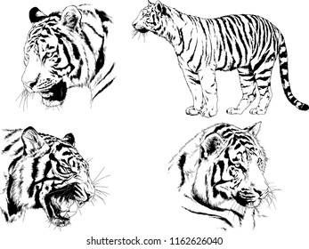 vector drawings sketches different predator , tigers lions cheetahs and leopards are drawn in ink by hand , objects with no background