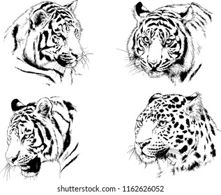 vector drawings sketches different predator , tigers lions cheetahs and leopards are drawn in ink by hand , objects with no background