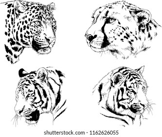 vector drawings sketches different predator , tigers lions cheetahs and leopards are drawn in ink by hand , objects with no background