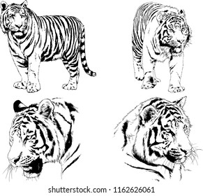vector drawings sketches different predator , tigers lions cheetahs and leopards are drawn in ink by hand , objects with no background