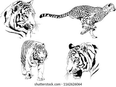 vector drawings sketches different predator , tigers lions cheetahs and leopards are drawn in ink by hand , objects with no background