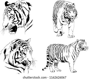 vector drawings sketches different predator , tigers lions cheetahs and leopards are drawn in ink by hand , objects with no background