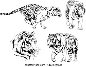 31,382 Big cat drawing Images, Stock Photos & Vectors | Shutterstock