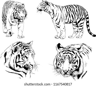 vector drawings sketches different predator , tigers, lions, cheetahs and leopards are drawn in ink by hand , objects with no background