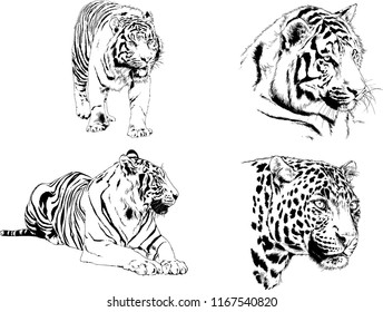 vector drawings sketches different predator , tigers, lions, cheetahs and leopards are drawn in ink by hand , objects with no background