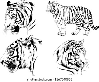 vector drawings sketches different predator , tigers, lions, cheetahs and leopards are drawn in ink by hand , objects with no background