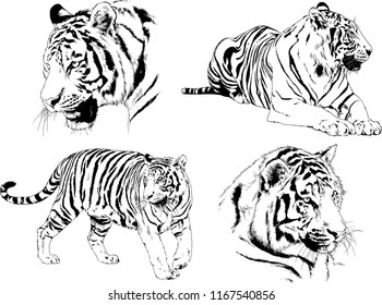 vector drawings sketches different predator , tigers, lions, cheetahs and leopards are drawn in ink by hand , objects with no background