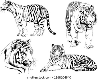 vector drawings sketches different predator , tigers lions cheetahs and leopards are drawn in ink by hand , objects with no background