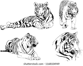 vector drawings sketches different predator , tigers lions cheetahs and leopards are drawn in ink by hand , objects with no background