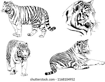 vector drawings sketches different predator , tigers lions cheetahs and leopards are drawn in ink by hand , objects with no background