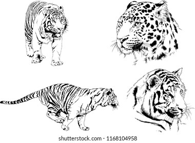 vector drawings sketches different predator , tigers lions cheetahs and leopards are drawn in ink by hand , objects with no background