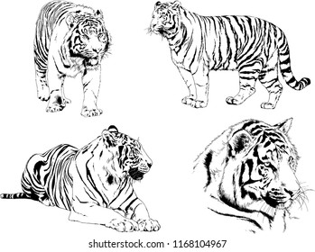 vector drawings sketches different predator , tigers lions cheetahs and leopards are drawn in ink by hand , objects with no background
