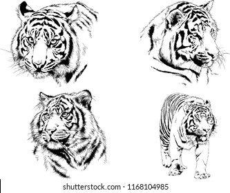 vector drawings sketches different predator , tigers lions cheetahs and leopards are drawn in ink by hand , objects with no background