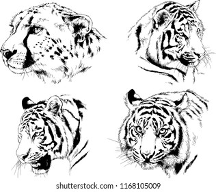 vector drawings sketches different predator , tigers lions cheetahs and leopards are drawn in ink by hand , objects with no background