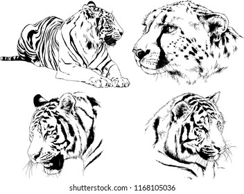 vector drawings sketches different predator , tigers lions cheetahs and leopards are drawn in ink by hand , objects with no background