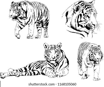vector drawings sketches different predator , tigers lions cheetahs and leopards are drawn in ink by hand , objects with no background