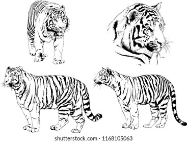 vector drawings sketches different predator , tigers lions cheetahs and leopards are drawn in ink by hand , objects with no background