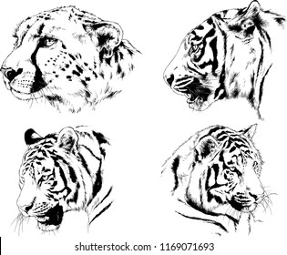 vector drawings sketches different predator , tigers lions cheetahs and leopards are drawn in ink by hand , objects with no background