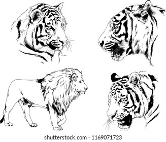 vector drawings sketches different predator , tigers lions are drawn in ink by hand , objects with no background
