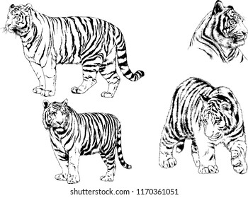 vector drawings sketches different predator , tigers lions cheetahs and leopards are drawn in ink by hand , objects with no background