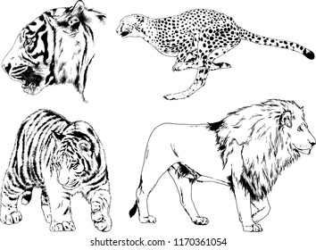 vector drawings sketches different predator , tigers lions cheetahs and leopards are drawn in ink by hand , objects with no background