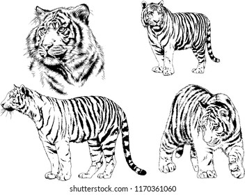 vector drawings sketches different predator , tigers lions cheetahs and leopards are drawn in ink by hand , objects with no background