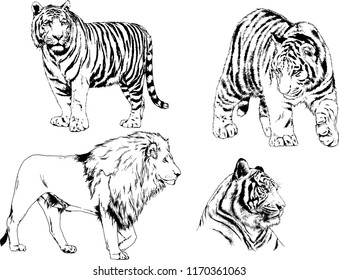 vector drawings sketches different predator , tigers lions cheetahs and leopards are drawn in ink by hand , objects with no background