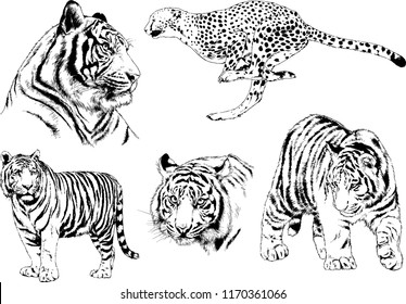 vector drawings sketches different predator , tigers lions cheetahs and leopards are drawn in ink by hand , objects with no background