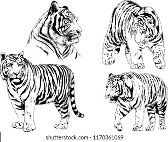 vector drawings sketches different predator , tigers lions cheetahs and leopards are drawn in ink by hand , objects with no background