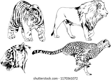 vector drawings sketches different predator , tigers lions cheetahs and leopards are drawn in ink by hand , objects with no background