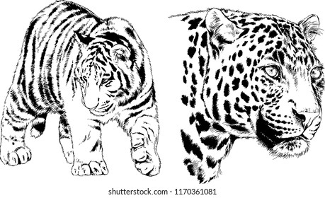 vector drawings sketches different predator , tigers lions cheetahs and leopards are drawn in ink by hand , objects with no background