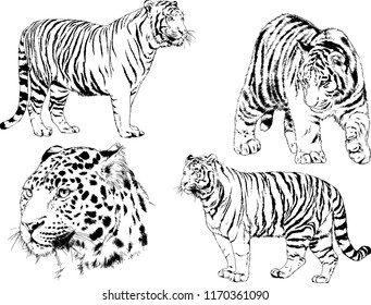 vector drawings sketches different predator , tigers lions cheetahs and leopards are drawn in ink by hand , objects with no background