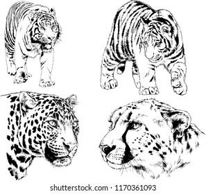 vector drawings sketches different predator , tigers lions cheetahs and leopards are drawn in ink by hand , objects with no background