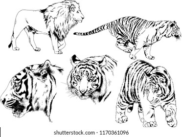 vector drawings sketches different predator , tigers lions cheetahs and leopards are drawn in ink by hand , objects with no background