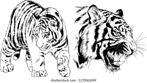 vector drawings sketches different predator , tigers lions cheetahs and leopards are drawn in ink by hand , objects with no background
