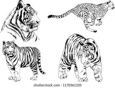 vector drawings sketches different predator , tigers lions cheetahs and leopards are drawn in ink by hand , objects with no background