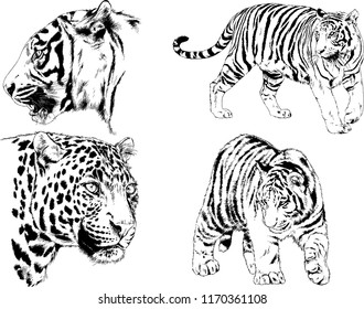 vector drawings sketches different predator , tigers lions cheetahs and leopards are drawn in ink by hand , objects with no background