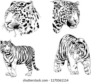 vector drawings sketches different predator , tigers lions cheetahs and leopards are drawn in ink by hand , objects with no background