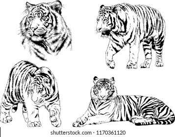 vector drawings sketches different predator , tigers lions cheetahs and leopards are drawn in ink by hand , objects with no background